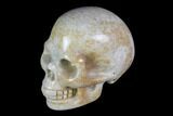 Realistic, Polished Fossil Coral Skull #116583-1